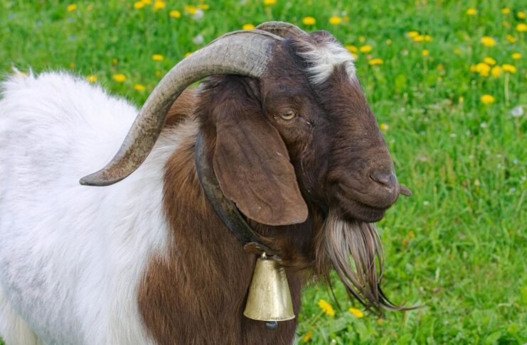 Domestic Livestock: 10 Large Goat Breeds