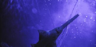 Peculiar Nose: 5 Recognized Living Sawfish Species