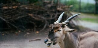 Big Skippy Mammals: 10 Largest Antelopes In The World