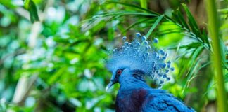Majestic Beauty: 10 Beautiful Birds You Should See