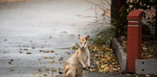 Wallaby: The Hoppy Macropod From Australia