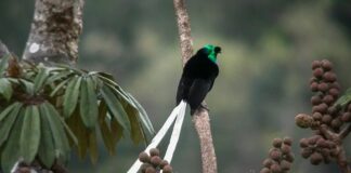 Stunning Beauty: 10 Beautiful Birds-Of-Paradise