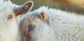 Unique Vision: 4 Animals With Rectangular Pupils