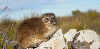 Rock Hyrax: The Closest Living Relative To Elephants