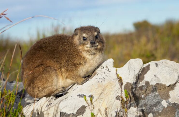 Rock Hyrax: The Closest Living Relative To Elephants