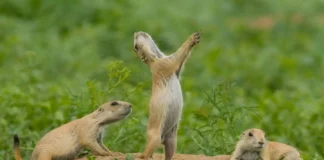 Affable Strangers: 6 Friendly Wild Animals