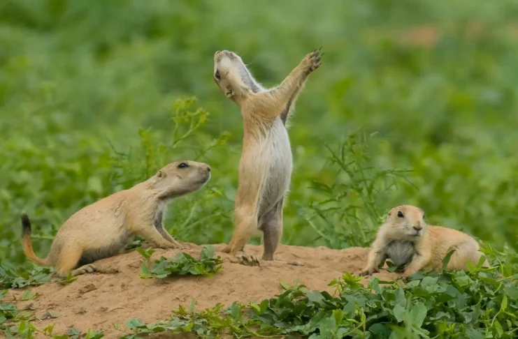 Affable Strangers: 6 Friendly Wild Animals