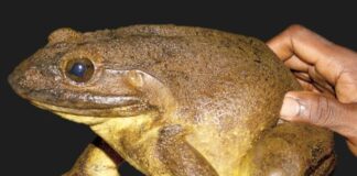 Jumpy Amphibians: 9 Largest Frogs In The World