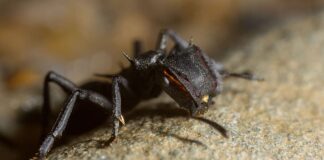 Cephalotes Atratus: Robust Ant Species With A Tough Body