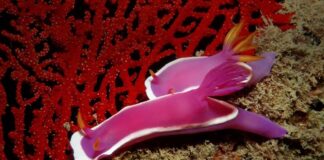 Traumatic Insemination: 7 Animals With Horrifying Mating Practice