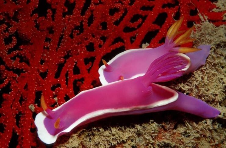 Traumatic Insemination: 7 Animals With Horrifying Mating Practice