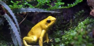 Aposematism: 10 Colorful Animals To Stay Away From