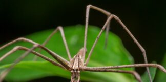 Strange Appearance: Weird-Looking Animals In Australia