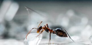 Odorous House Pest: Smelly Ants Facts