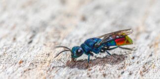 Dazzling Danger: 10 Colorful Wasps