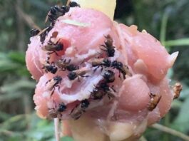 Vulture Bee