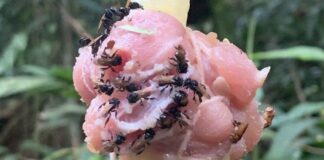 Vulture Bee & The Misinformation About Meat Honey Vulture Bee