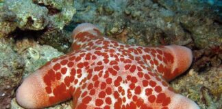 Granulated Sea Star: The Penis Starfish