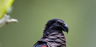 Dracula Parrot: The Goth Bird With A Badass Appearance