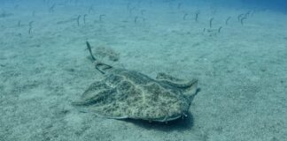 Angel Shark: A Fierce Ambush Predator