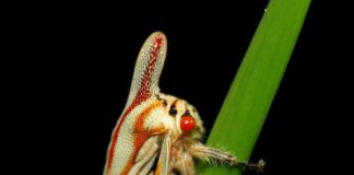 4 Astonishing Treehopper Species You Should See