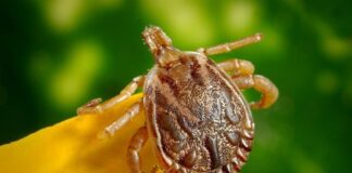 Ectoparasite: Pathogens That Live On A Host’s Skin