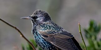 European Starling: Songbirds With Starry Markings