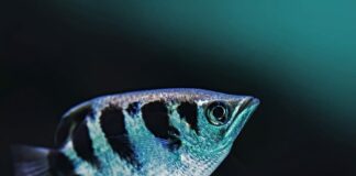 Archerfish: The True Aquatic Archer