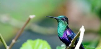 Iridescent Plumage: 10 Beautiful Hummingbird Species