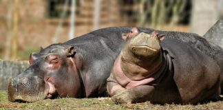 Hippo Species: 2 Living Hippopotamus Types
