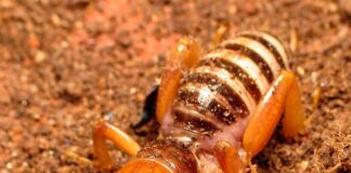 Potato Bug: Your Garden’s Intimidating Bug