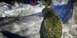 Kea Parrot: The Naughty Alpine Bird