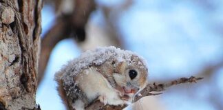 Siberian Flying Squirrel: The Adorable Fluff Ball In Eurasia