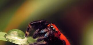 Red Spider: 3 Arachnids With The Unusual Color