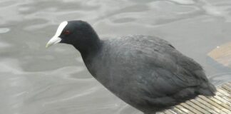 Australian Coot: Feet Don’t Lie