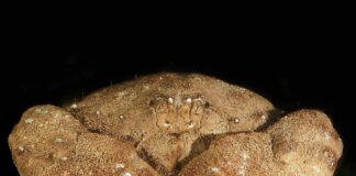 Toxic Crustaceans: 11 Poisonous Crabs