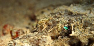 De Beaufort’s Flathead: The Crocodile Fish