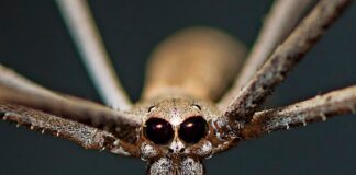 Ogre-Faced Spider: The Twig-Like Arachnid