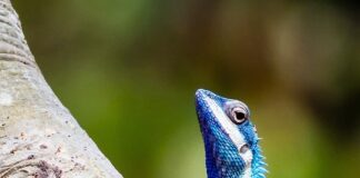Blue-Crested Lizard: The Forest Dragon