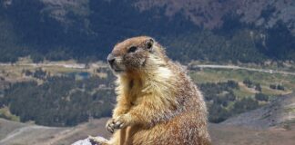 Marmot: The Adorable Rodent You Don’t Know