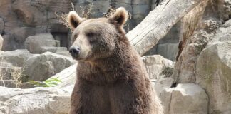 Bear Species: 8 Members Of The Ursid Family