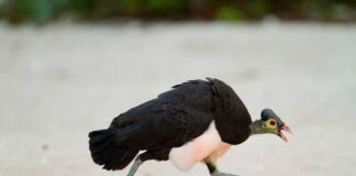 Maleo: A Prehistoric Looking Bird