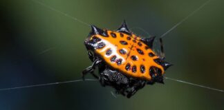 7 Strange-Looking Orb Spiders