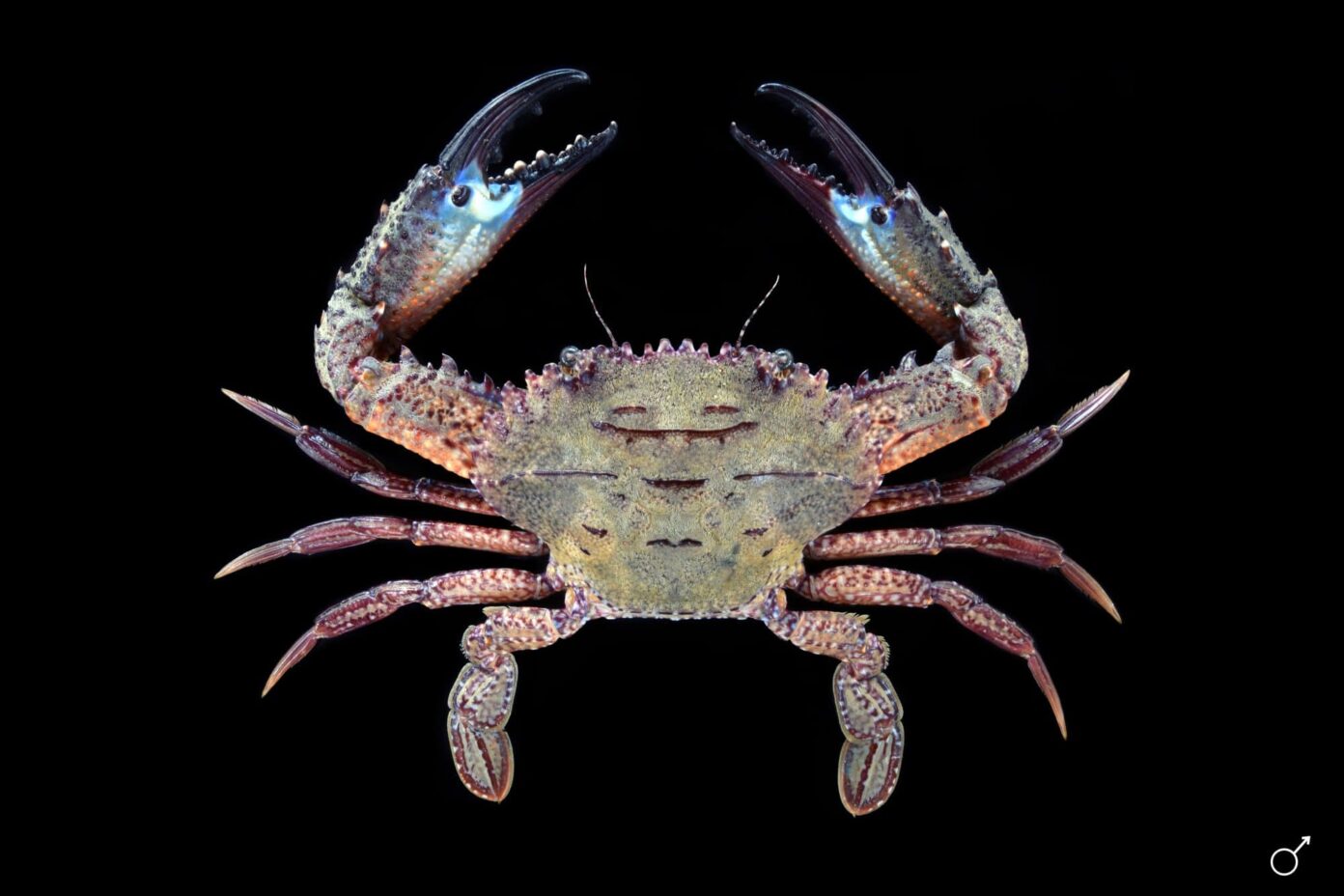 Toxic Crustaceans 11 Poisonous Crabs WhatDeWhat