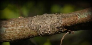 Wrap-Around Spider: The Camouflage Master