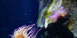 10 Weird-Looking Sea Anemone Species