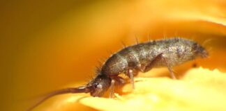 Springtail: The Tiny Hexapods You Don’t Know