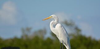 Eastern Great Egret: The Neck Master