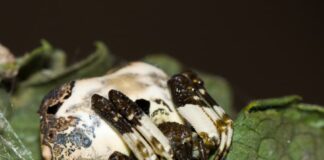 Bird Dropping Spider: The Unique Mimicry