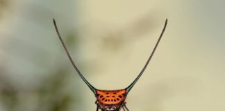 7 Unique Spiny Orb Weaver Spiders